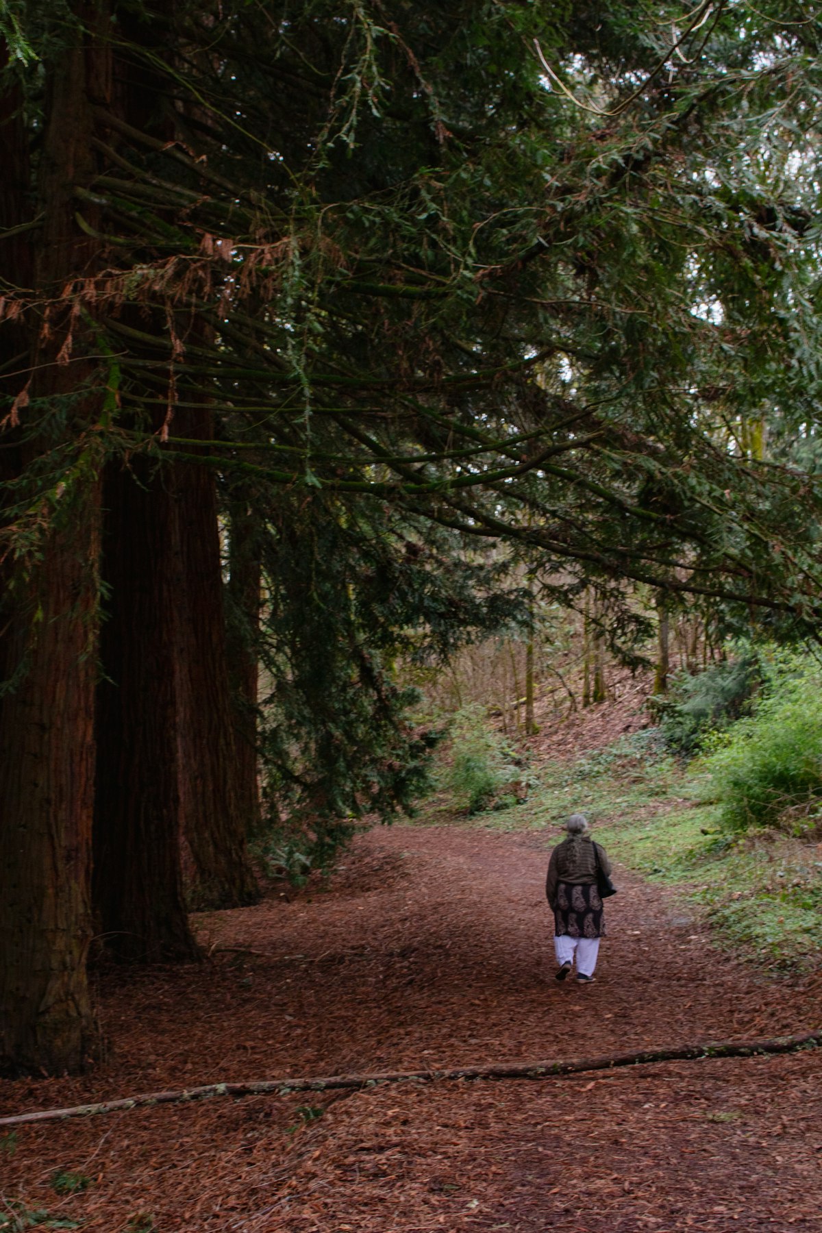 A solitary figure walking a quiet redwood path, dwarfed by ancient trees.